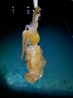 イカの釣果