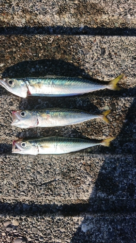 サバの釣果