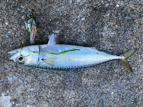 サバの釣果