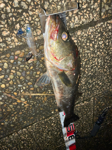 シーバスの釣果