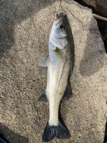 フッコ（ヒラスズキ）の釣果