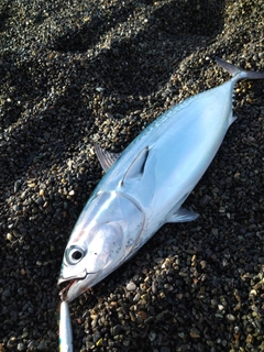 ヒラソウダの釣果