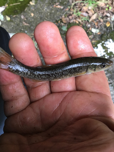 アブラハヤの釣果