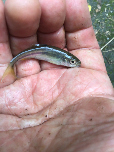 カワムツの釣果