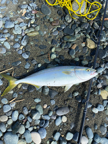 イナダの釣果