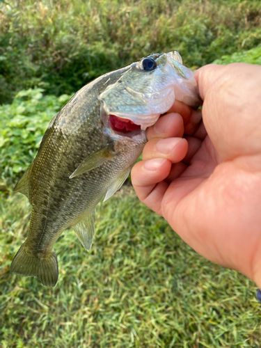 ラージマウスバスの釣果