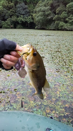 ブラックバスの釣果