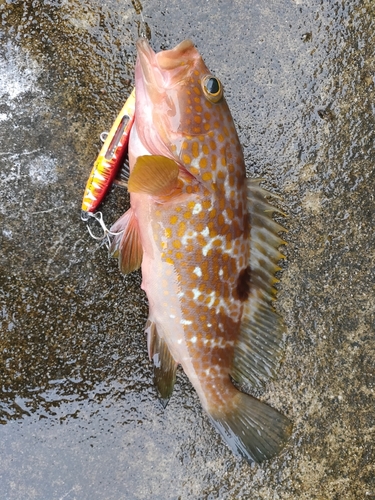 キジハタの釣果