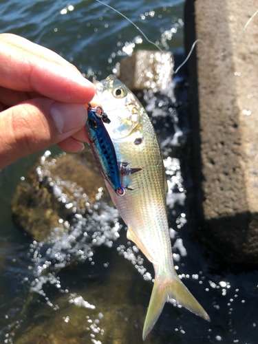 コノシロの釣果