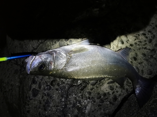 ヒラスズキの釣果