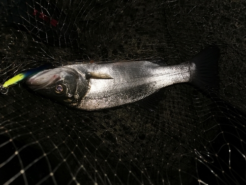 ヒラスズキの釣果