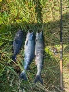 シロザケの釣果