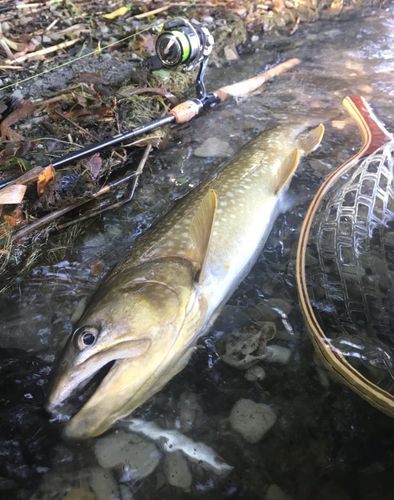 アメマスの釣果