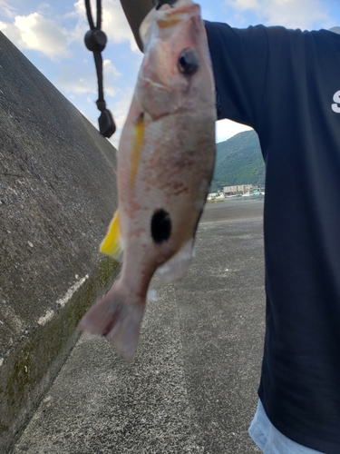 イッテンフエダイの釣果