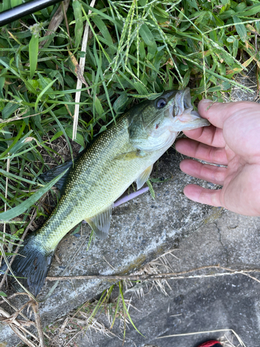 ラージマウスバスの釣果