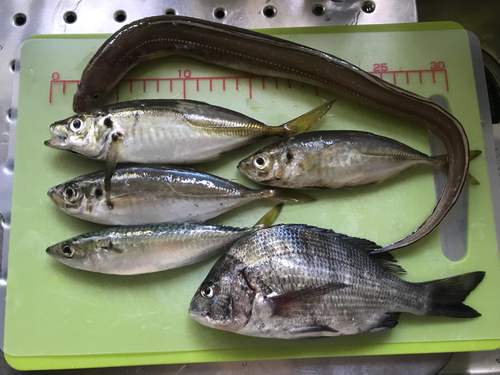 アジの釣果