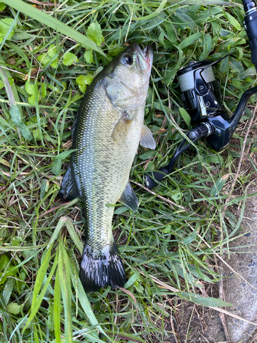 ラージマウスバスの釣果