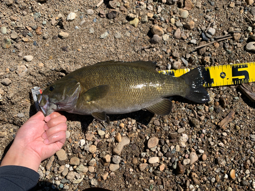 スモールマウスバスの釣果