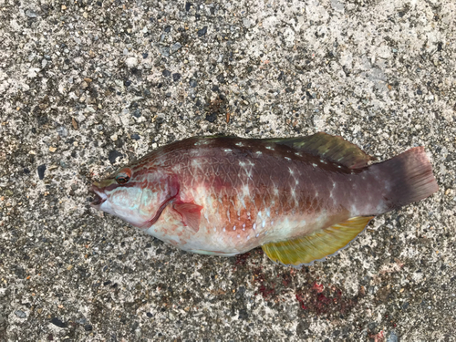 ホシササノハベラの釣果