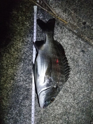 チヌの釣果