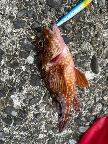 カサゴの釣果