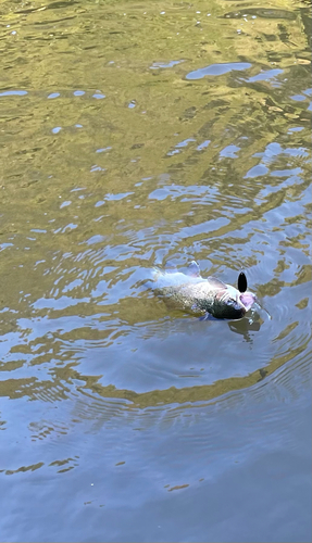 ニジマスの釣果