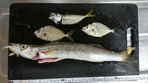 カマスの釣果