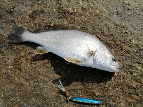 イシモチの釣果