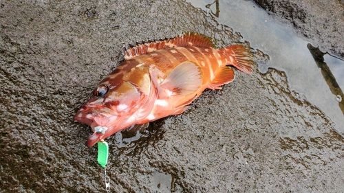 アカハタの釣果