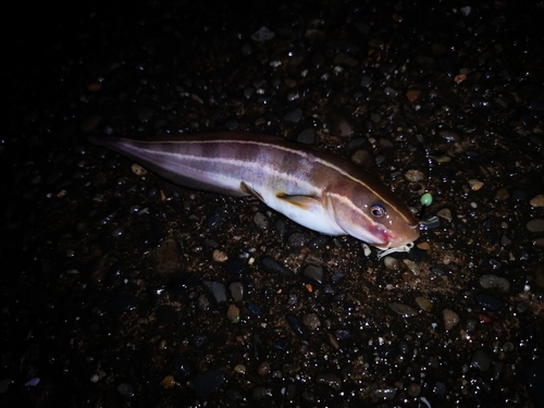 ゴンズイの釣果