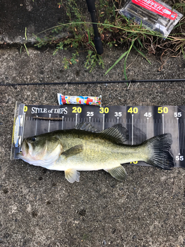 ブラックバスの釣果