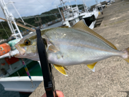 イサキの釣果