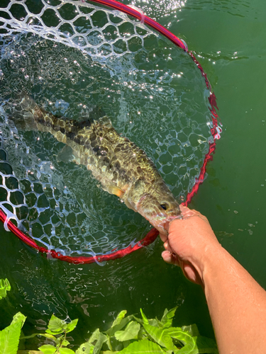 ラージマウスバスの釣果