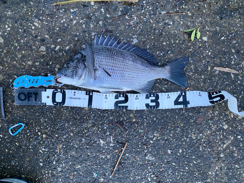 クロダイの釣果