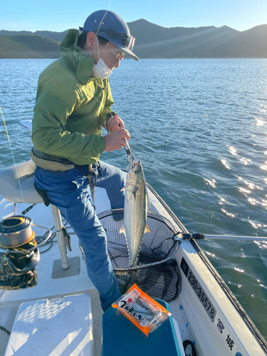 サワラの釣果