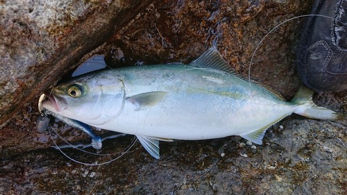 ヤズの釣果