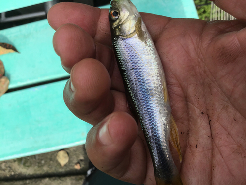 カワムツの釣果