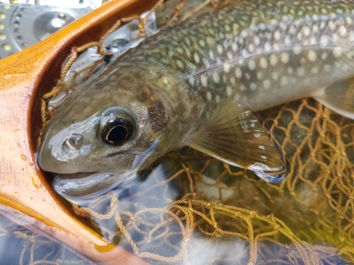 イワナの釣果