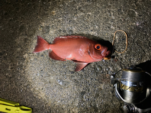 ホウセキキントキの釣果