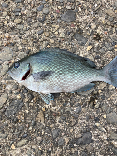 メジナの釣果