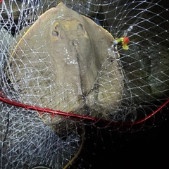 アカエイの釣果