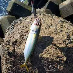 サバの釣果