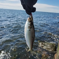 コノシロの釣果