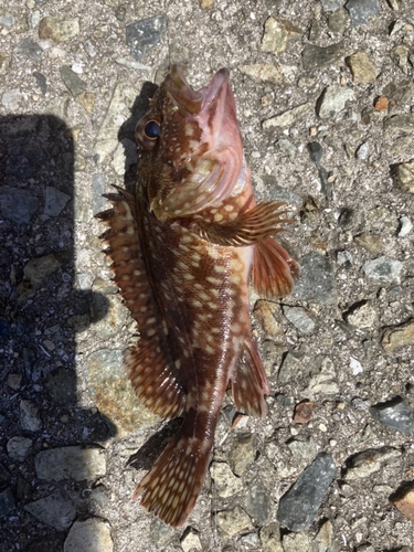 カサゴの釣果