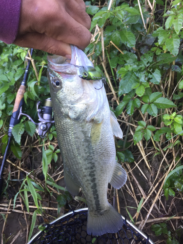 ラージマウスバスの釣果