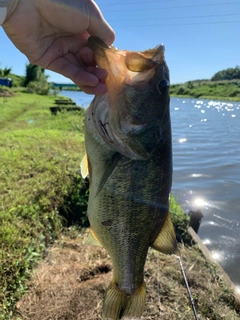 ラージマウスバスの釣果