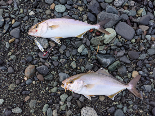 ショゴの釣果