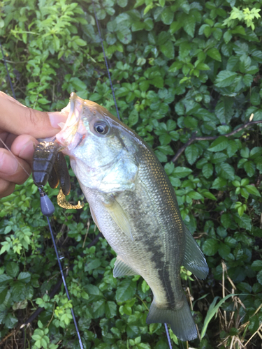 ラージマウスバスの釣果