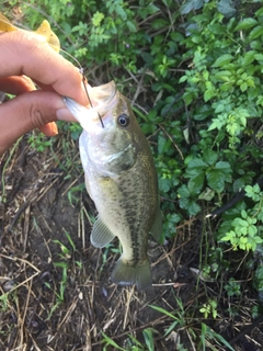 ラージマウスバスの釣果