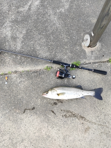 フッコ（マルスズキ）の釣果